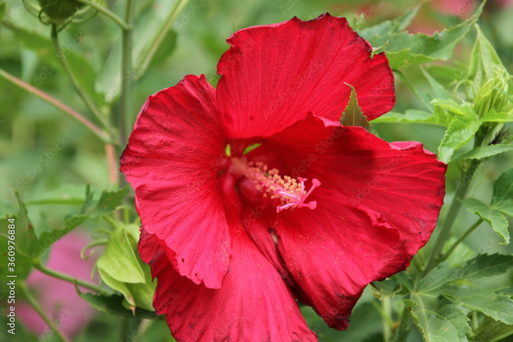 red hibiscus flower red hibiscus flower
