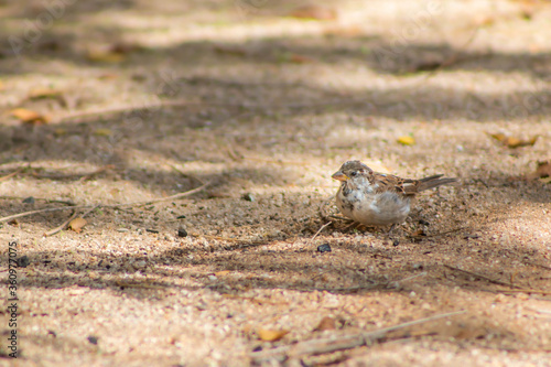 bird on the sand