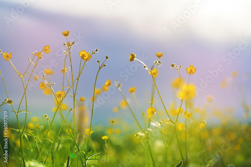 yellow wildflowers on a background of blue sky. shot close up. concept of togetherness of nature. © evgeniy