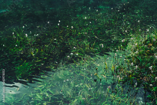 Many small flowers in clear water among underwater green grasses after flood. Green nature background with many florets among rich vegetations in mountain lake. Natural backdrop with lush lake flora.