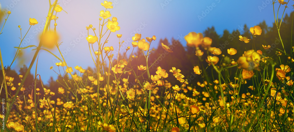 Obraz premium yellow wildflowers taken closeup outdoors. concept of nature, conservation and togetherness
