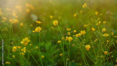 wildflowers filmed close-up outdoors