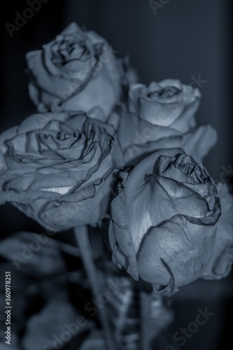 Vertical grayscale closeup shot of four rotting roses photo