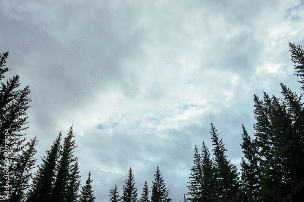 Silhouettes of fir tops on cloudy sky background. Atmospheric minimal forest scenery. Tops of green conifer trees against gray overcast sky. Nature backdrop with firs and sky. Woody mystery landscape. Silhouettes of fir tops on cloudy sky background. Atmospheric minimal forest scenery. Tops of green conifer trees against gray overcast sky. Nature backdrop with firs and sky. Woody mystery landscape.