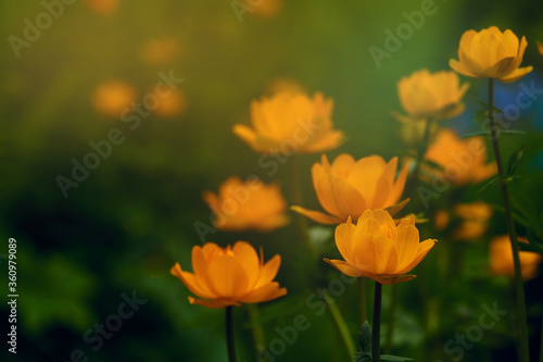 orange summer flowers in the field closeup