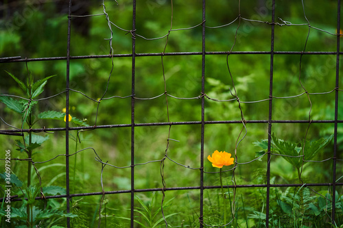 iron grate on the background of forest thickets, the concept of a ban on visiting the forest