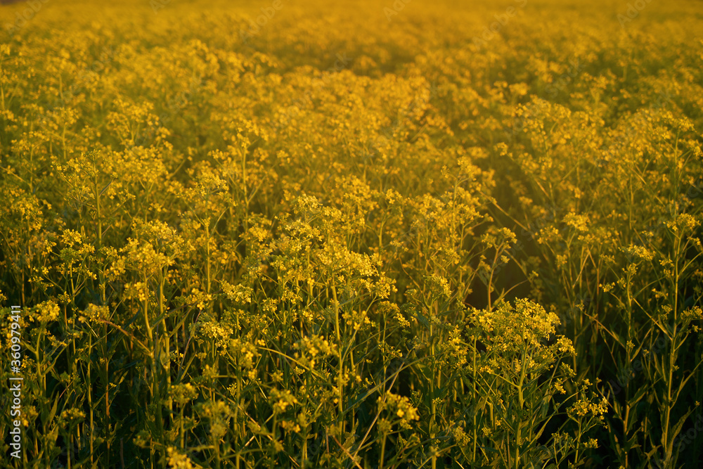 yellow wildflowers taken closeup outdoors. concept of nature, conservation and togetherness yellow wildflowers taken closeup outdoors. concept of nature, conservation and togetherness