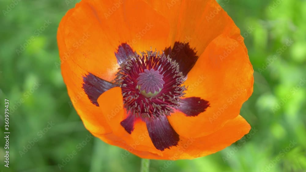 Poppy flower in the garden in 4k slow motion 60fps Poppy flower in the garden in 4k slow motion 60fps