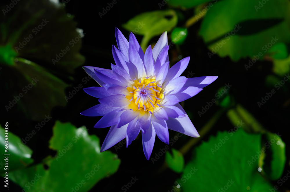 A Purple Water Lily in the Morning Sun A Purple Water Lily in the Morning Sun