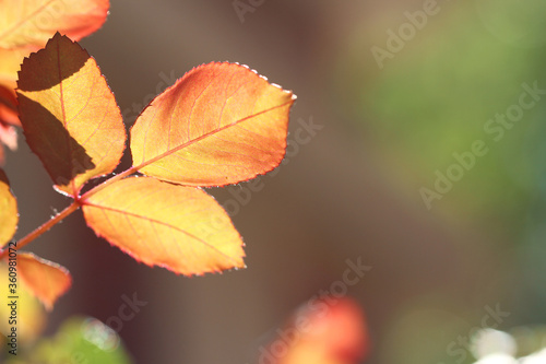 red rose leaves