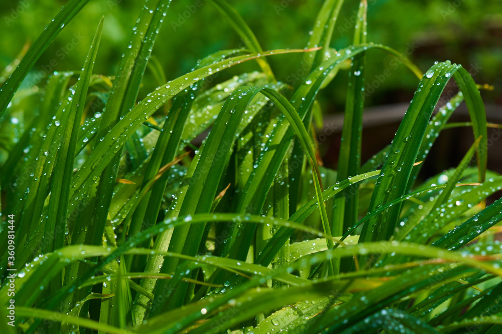 Fototapeta premium Beautiful background of green thickets. various dew-covered leaves
