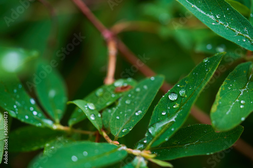Beautiful background of green thickets. various dew-covered leaves