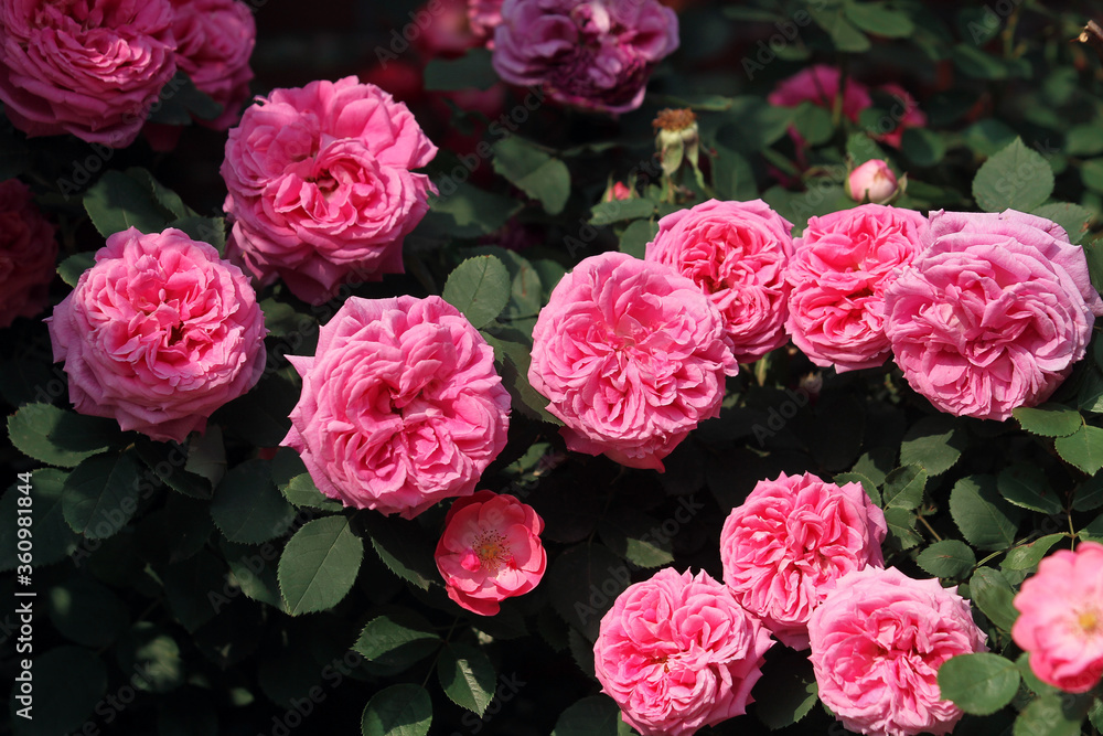 Obraz premium pink roses background. flower wall