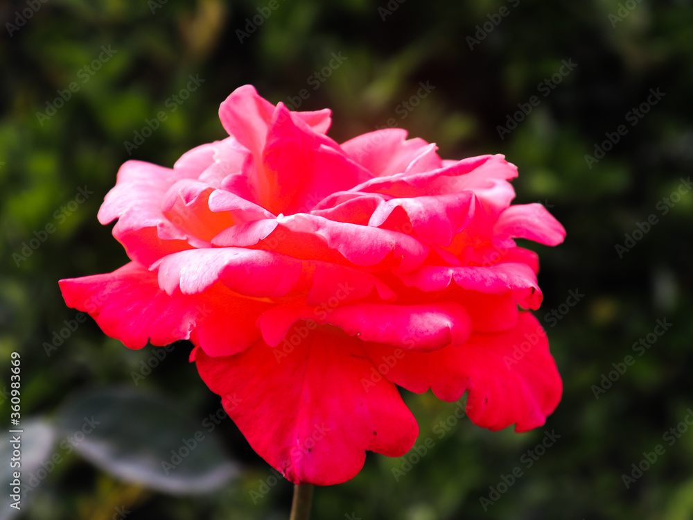 Obraz premium rosa linda