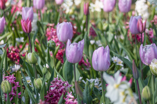 pink and white tulips