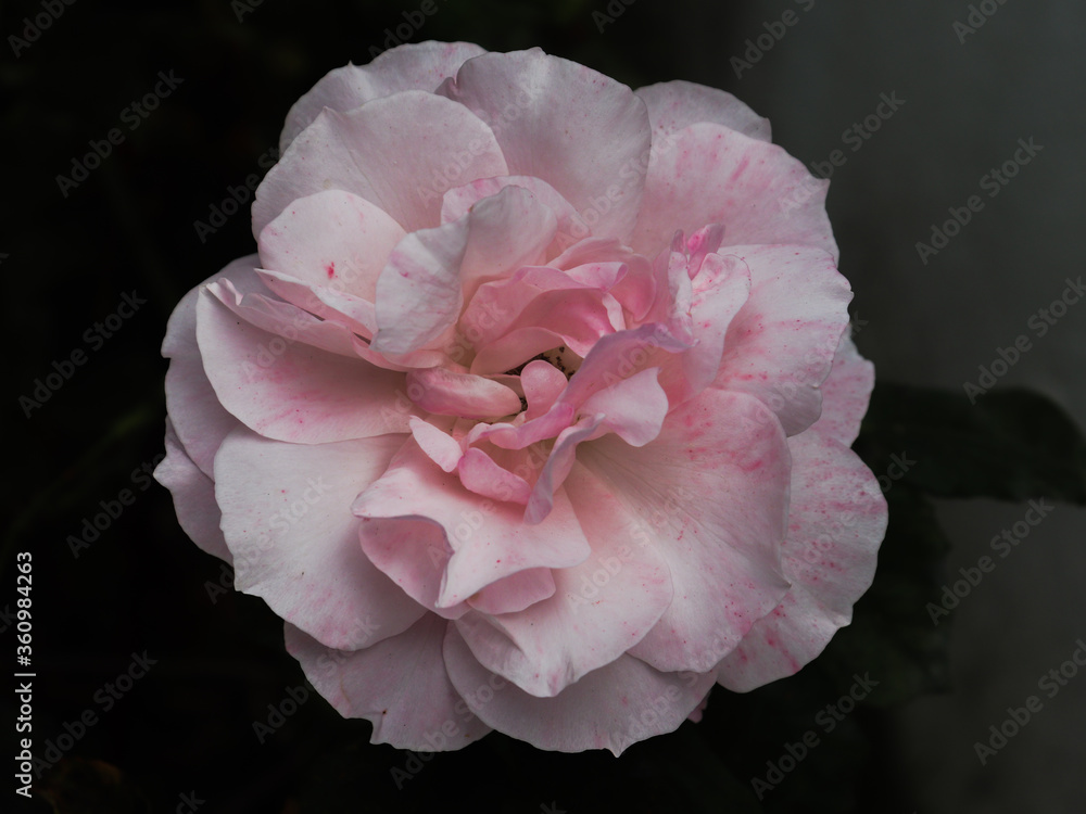 flor pink