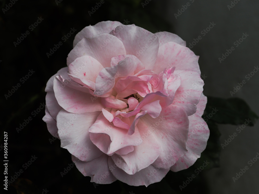 flor rose
pink