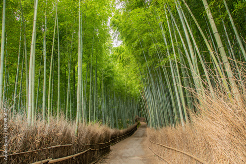 京都 嵯峨野の朝の竹林