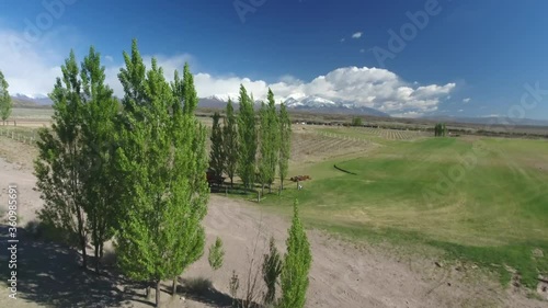 Vineyard in Valle de Uco Tupungato Mendoza