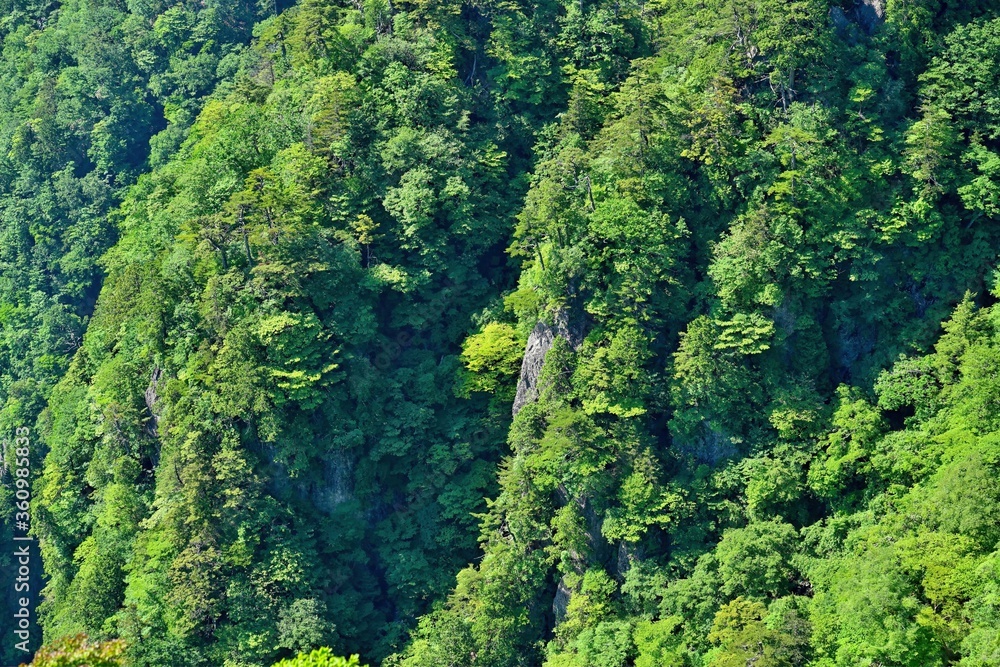 大蛇嵓から見下ろす新緑に包まれた絶景＠大台ヶ原山、奈良