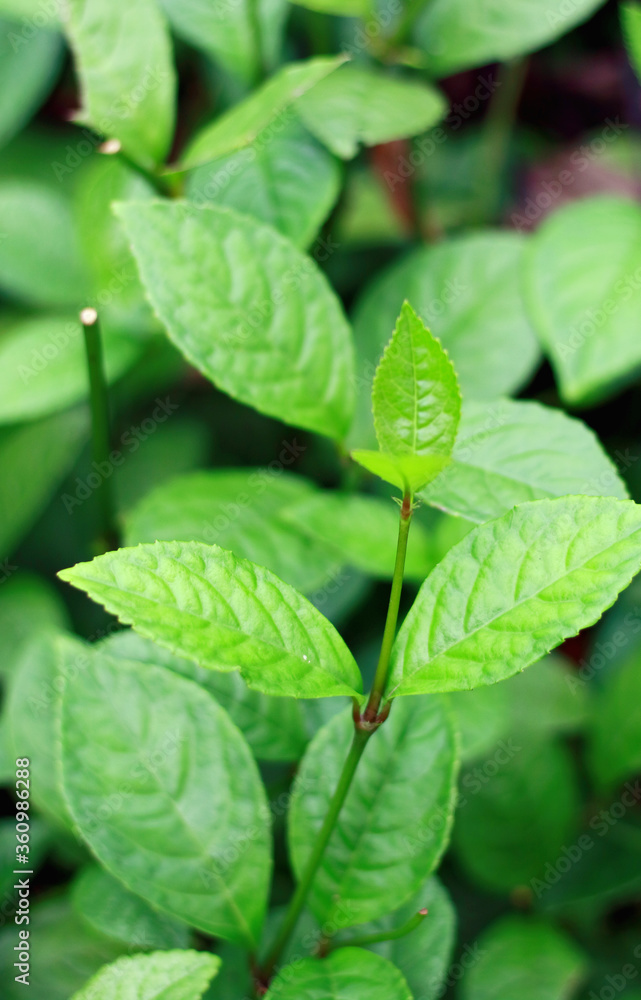 Chlorantus Officialis or heuras tulang plant in the garden. Chlorantus Officialis or heuras tulang plant in the garden.