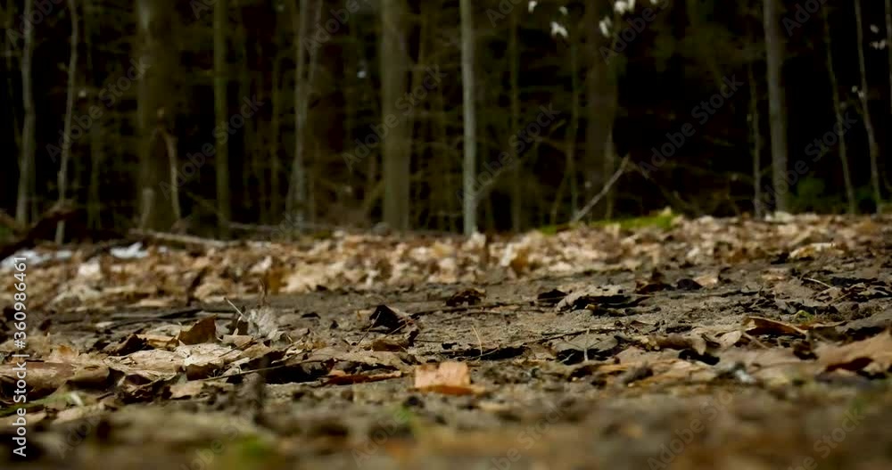 Ground Close up Walking Black Boot Stepping on Autumn Leaves on Dirt Hiking Trail Ground Close up Walking Black Boot Stepping on Autumn Leaves on Dirt Hiking Trail