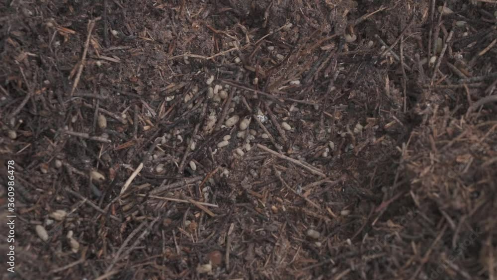Ants are moving eggs and larvae after the nest was attacked Ants are moving eggs and larvae after the nest was attacked