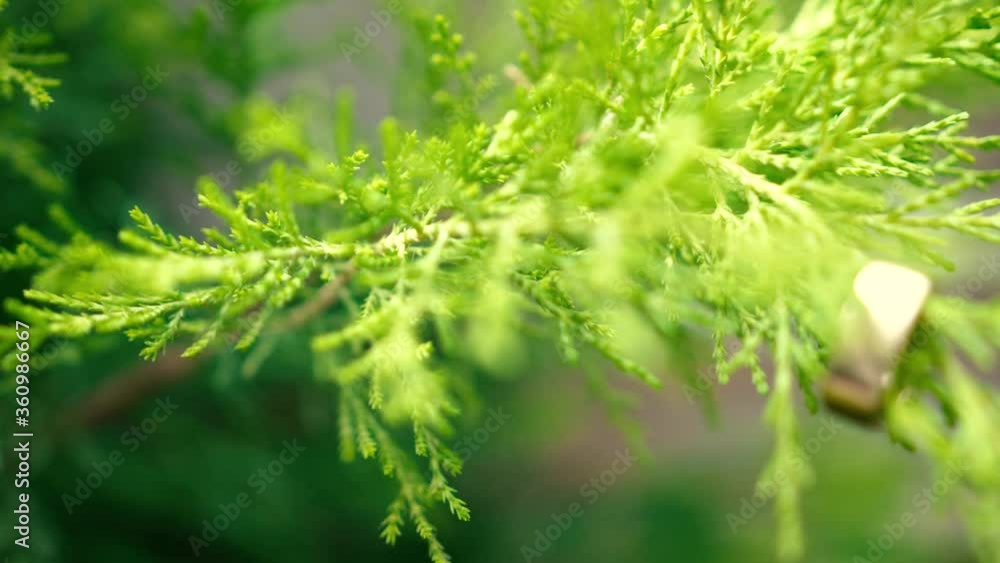 A Sanjay garden plant with a wedding ring in 4K and handheld movement. A Sanjay garden plant with a wedding ring in 4K and handheld movement.