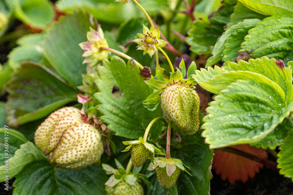 couple big green strawberries on the tip of the branches above the leaves in the garden couple big green strawberries on the tip of the branches above the leaves in the garden