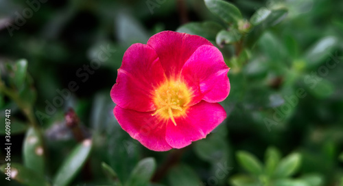 Beautiful pink portulaca oleracea flower, also known as common purslane, verdolaga, little hogweed, red root, or pursley.