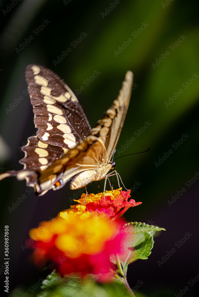 closeup of a butterfly on yellow and red flowers closeup of a butterfly on yellow and red flowers
