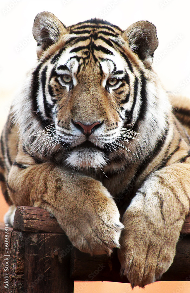 Obraz premium Tiger in the Zoo
