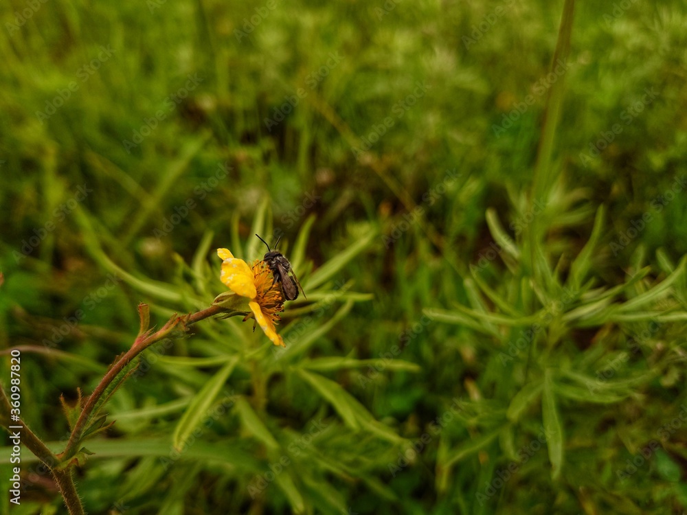 Insect sitting on a yellow flower with green background Insect sitting on a yellow flower with green background