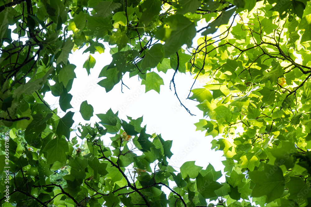 bottom to top view under the dense foliage of green tulip tree leaves with an opening in the middle to see the bright sky bottom to top view under the dense foliage of green tulip tree leaves with an opening in the middle to see the bright sky