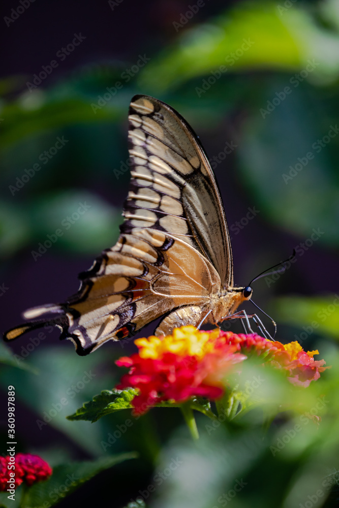 closeup of a butterfly on yellow and red flowers closeup of a butterfly on yellow and red flowers