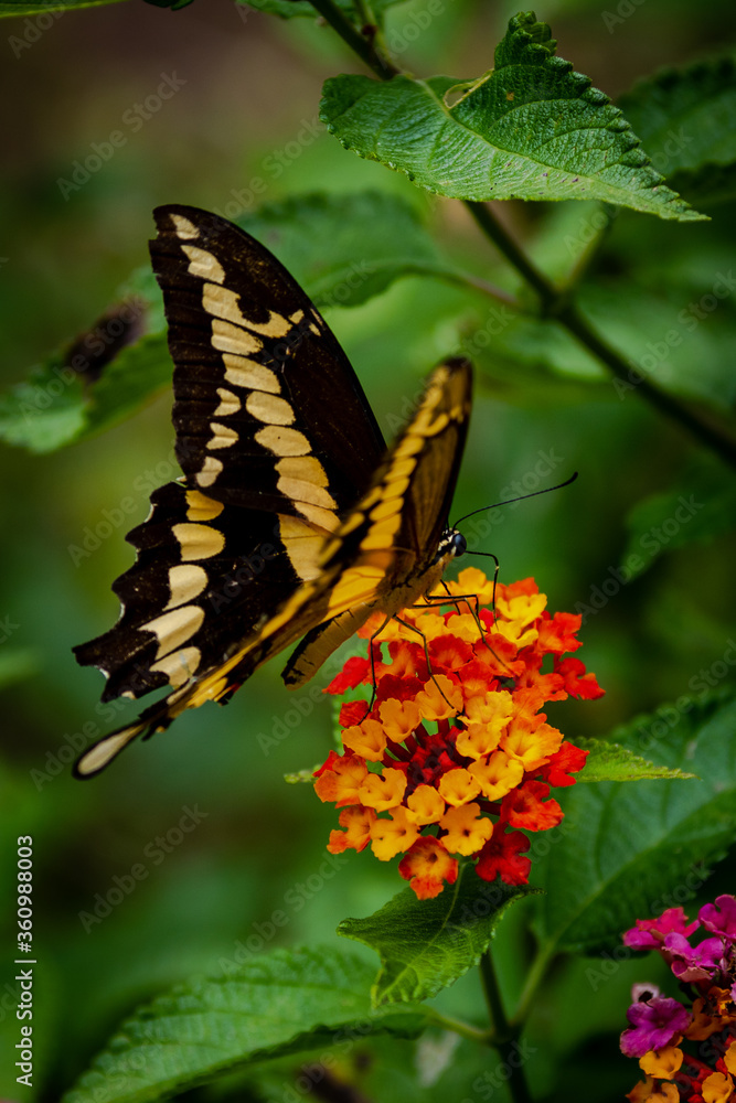 closeup of a butterfly on yellow and red flowers closeup of a butterfly on yellow and red flowers