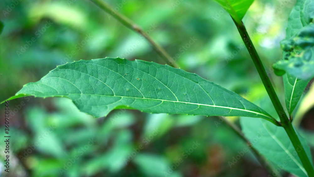 Rotheca serrata or blue fountain bush leaves on the tree. Rotheca serrata or blue fountain bush leaves on the tree.