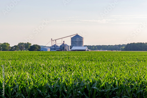 Cornfield