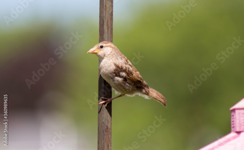 Bird on a Pole