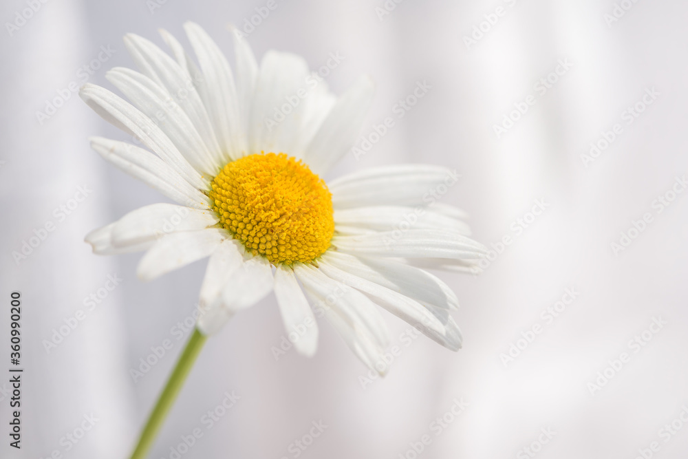 Naklejka premium daisy white flower close-up