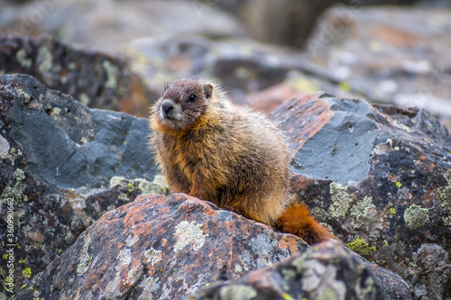 A Yellow Bellied Marmot in Yellowstone National Park  Wyoming