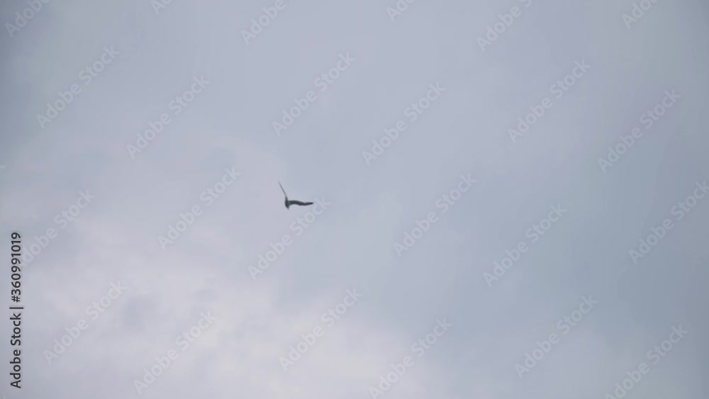 Bird Soaring High Up In A Summer Cloudy Sky - Low-Angle Shot Bird Soaring High Up In A Summer Cloudy Sky - Low-Angle Shot