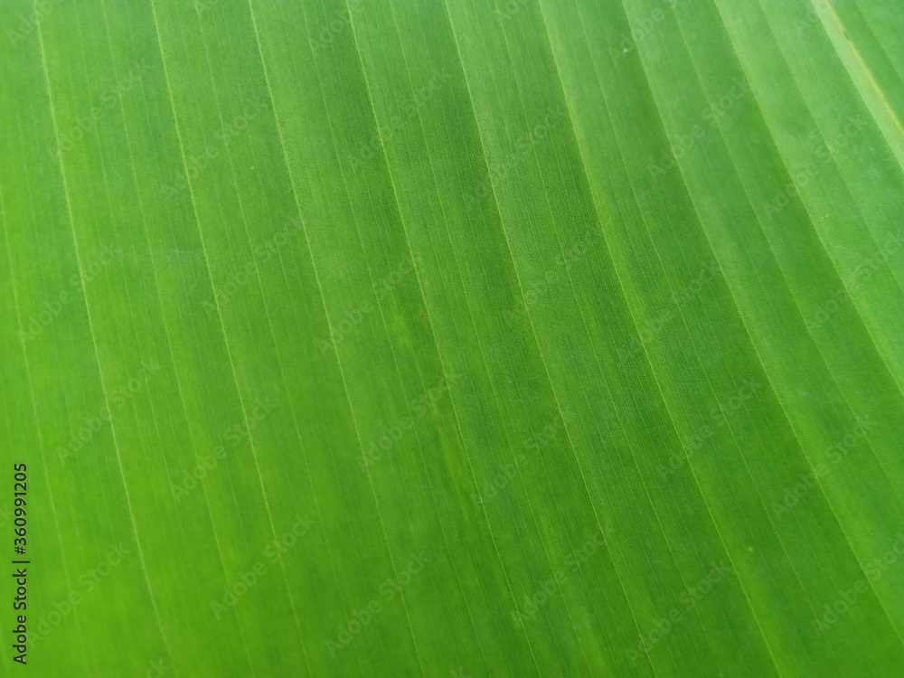 green leaf background green leaf background