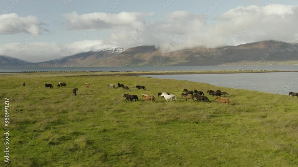 Icelandic Horses, Running Horses, Herd, Eyjafjörður Fjord, Akureyri (City), Iceland, (Camera Movement) Icelandic Horses, Running Horses, Herd, Eyjafjörður Fjord, Akureyri (City), Iceland, (Camera Movement)