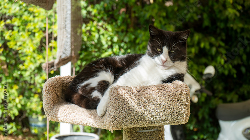Cute Tuxedo Cat Lounging on Green Patio Wide