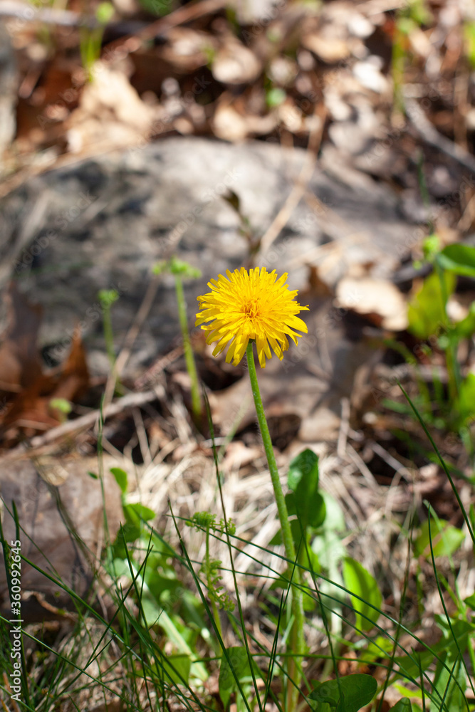 Close up of Yellow Dandelion Flower in the woods Close up of Yellow Dandelion Flower in the woods