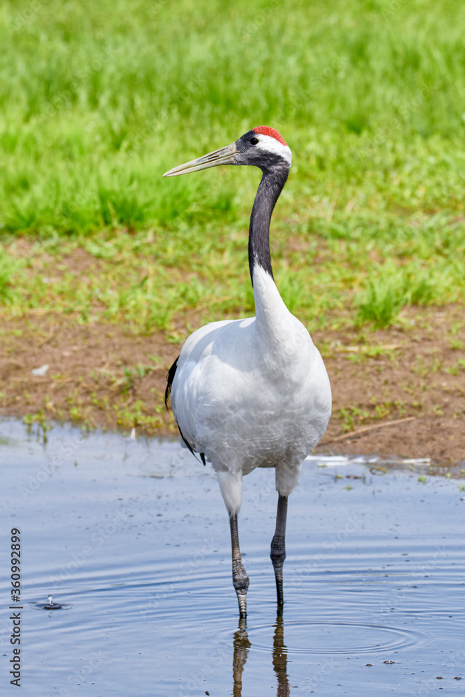 Naklejka premium Red - crowned crane in Zhalong Nature Reserve Qiqihar city Heilongjiang province, China.