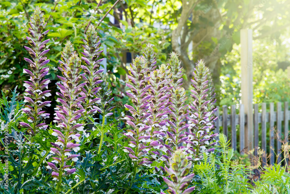 Obraz premium Flowering lobelia plant in the summer; purple and white beautiful lobelia blossoms