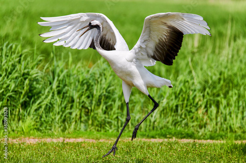 Red - crowned crane in Zhalong Nature Reserve Qiqihar city Heilongjiang province, China. photo