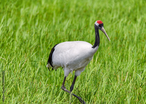 Red - crowned crane in Zhalong Nature Reserve Qiqihar city Heilongjiang province, China. photo